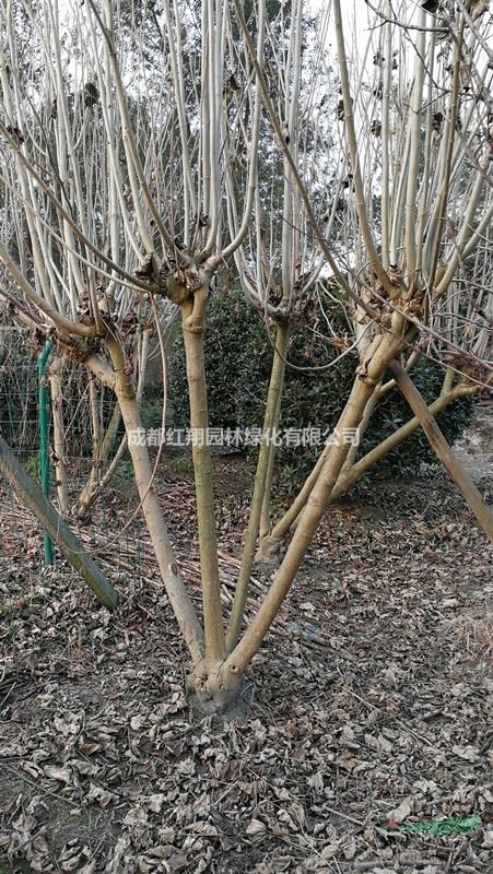 批發(fā)叢生木芙蓉、低分枝芙蓉基地，成都矮分枝芙蓉花價格