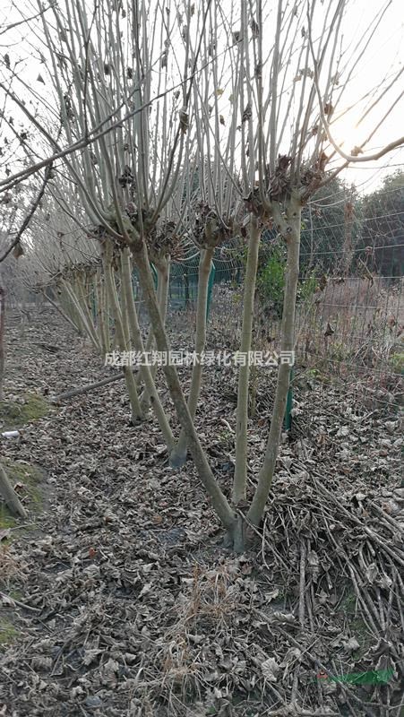 批發(fā)叢生木芙蓉、低分枝芙蓉基地，成都矮分枝芙蓉花價格