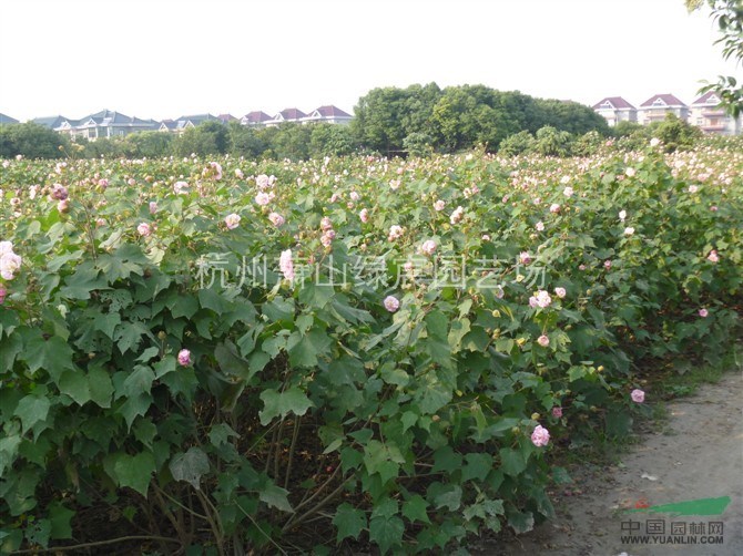 浙江蕭山木芙蓉