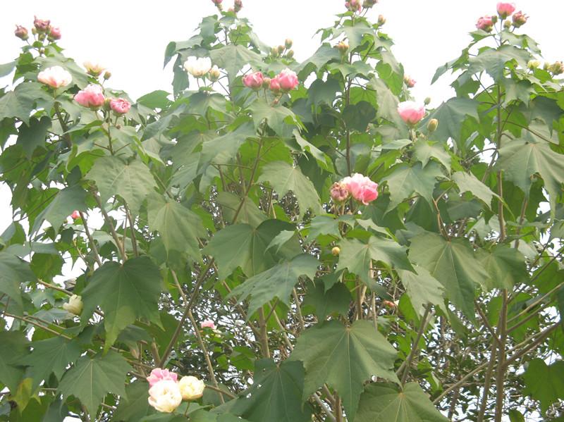 單桿木芙蓉，定桿木芙蓉、全冠木芙蓉