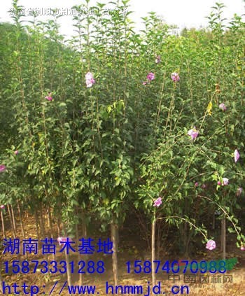 供應(yīng)湖南木槿-木槿價(jià)格-叢生木槿-茉莉花-木槿小苗