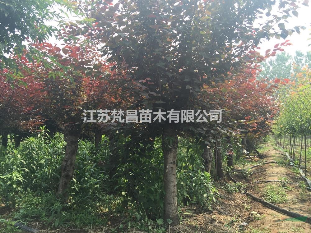 大小規(guī)格江蘇美人梅 美人梅價(jià)格基地