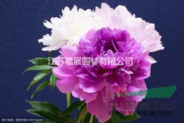 牡丹別稱木芍藥、洛陽(yáng)花、富貴花 牡丹種子價(jià)格 牡丹照片