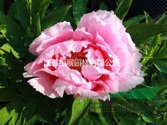 牡丹別稱木芍藥、洛陽(yáng)花、富貴花 牡丹種子價(jià)格 牡丹照片