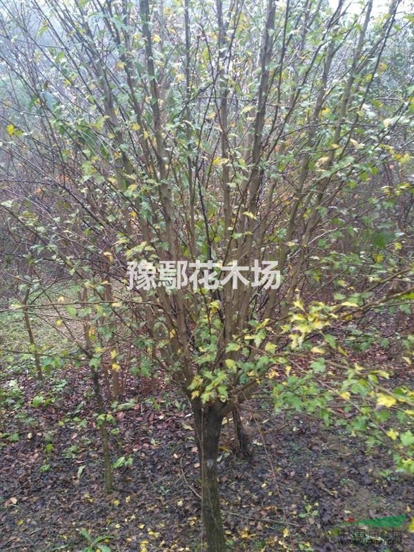 木槿