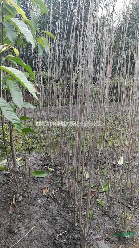 木槿花批發(fā)、木槿花基地、成都木槿花價格