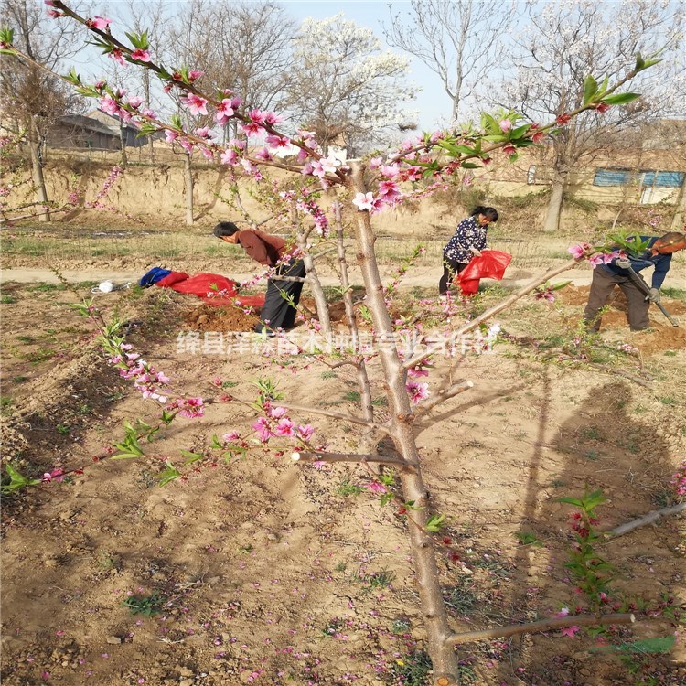 8公分接花桃樹多少錢 8-10公分嫁接美人梅主桿型桃樹價格