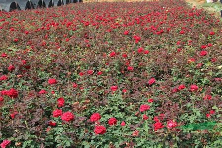 大花月季 品種月季花 盆栽月季花 歐洲月季