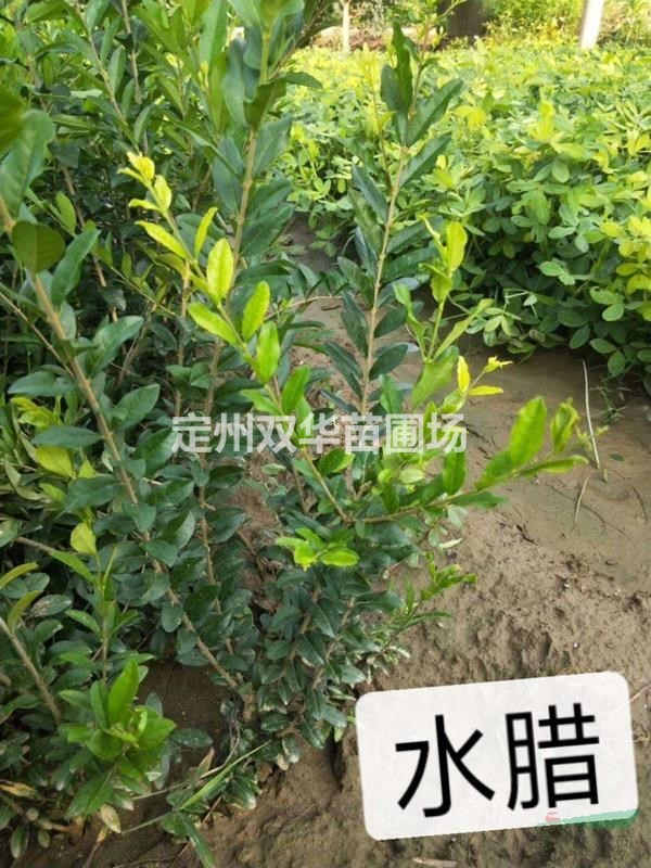 直銷50-70厘米金葉水臘，紫葉水臘，綠葉水臘，水臘價(jià)格咨詢雙華苗圃