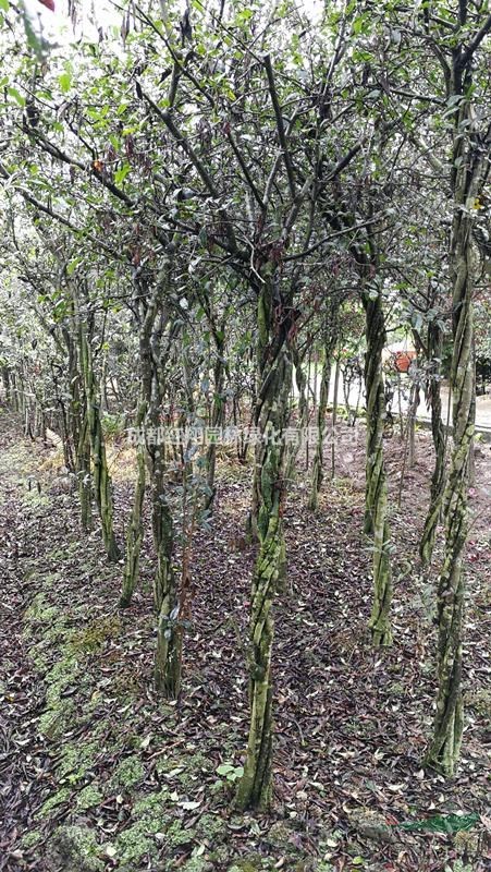 批發(fā)叢生貼梗海棠、叢生貼梗海棠基地、成都叢生貼梗海棠價(jià)格