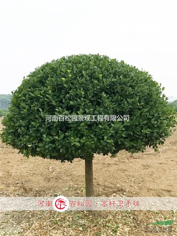 供應(yīng)高桿衛(wèi)矛球，冠幅80-300cm，價(jià)格100-2300元