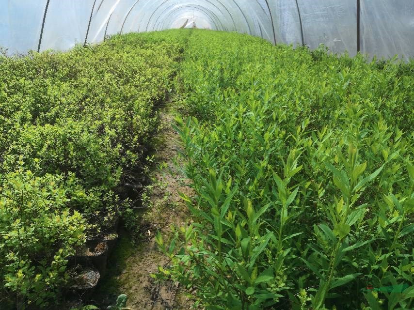 繡線菊 許昌繡線菊價(jià)格 河南繡線菊  可供山東繡線菊