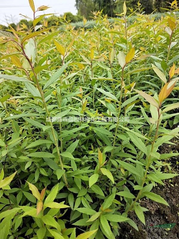 繡線菊小苗種植基地 批發(fā)繡線菊干脆面