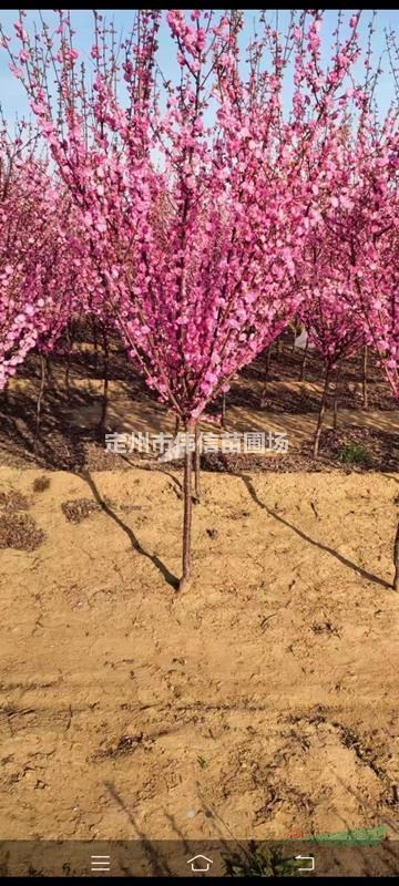 河北榆葉梅批發(fā)，河北保定榆葉梅產(chǎn)地，河北定州榆葉梅價格