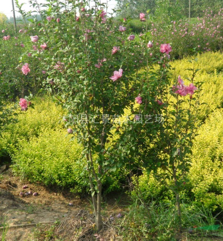 優(yōu)質(zhì)江蘇木槿、繡線菊、紫荊、紅葉李、木瓜等沭陽苗木