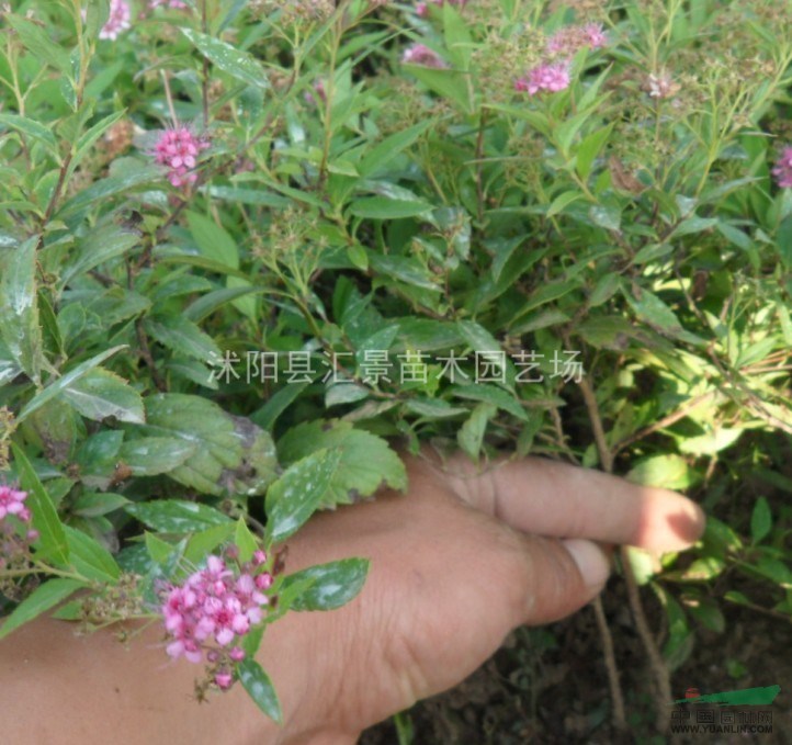 優(yōu)質(zhì)江蘇木槿、繡線菊、紫荊、紅葉李、木瓜等沭陽苗木