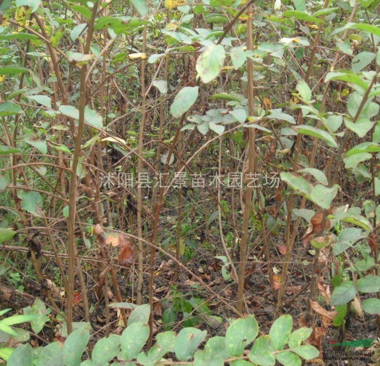 優(yōu)質(zhì)江蘇木槿、繡線菊、紫荊、紅葉李、木瓜等沭陽苗木