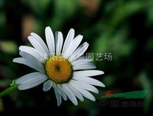 江蘇大濱菊 地被菊 荷蘭菊 繡線菊 大濱菊價(jià)格 大濱菊批發(fā)