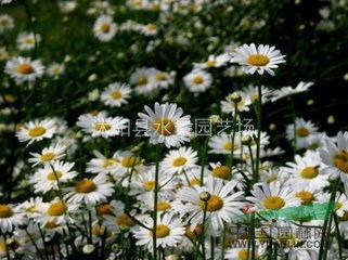 江蘇大濱菊 地被菊 荷蘭菊 繡線菊 大濱菊價(jià)格 大濱菊批發(fā)