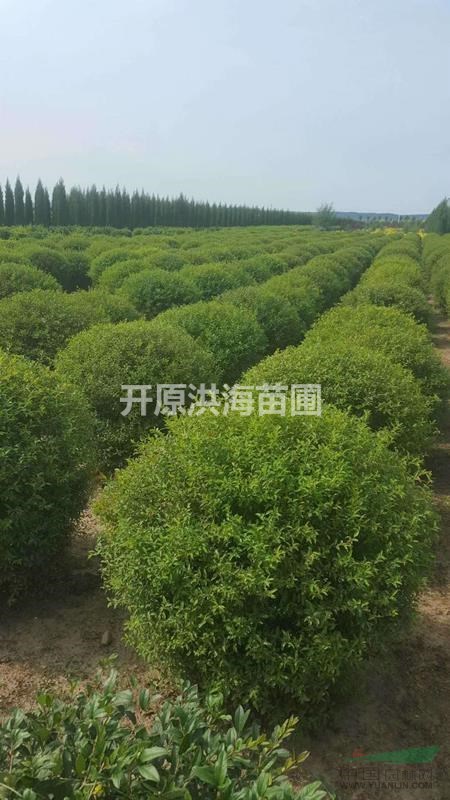 繡線菊球遼寧開(kāi)原繡線菊球價(jià)格繡線菊球基地精品繡線菊球批發(fā)