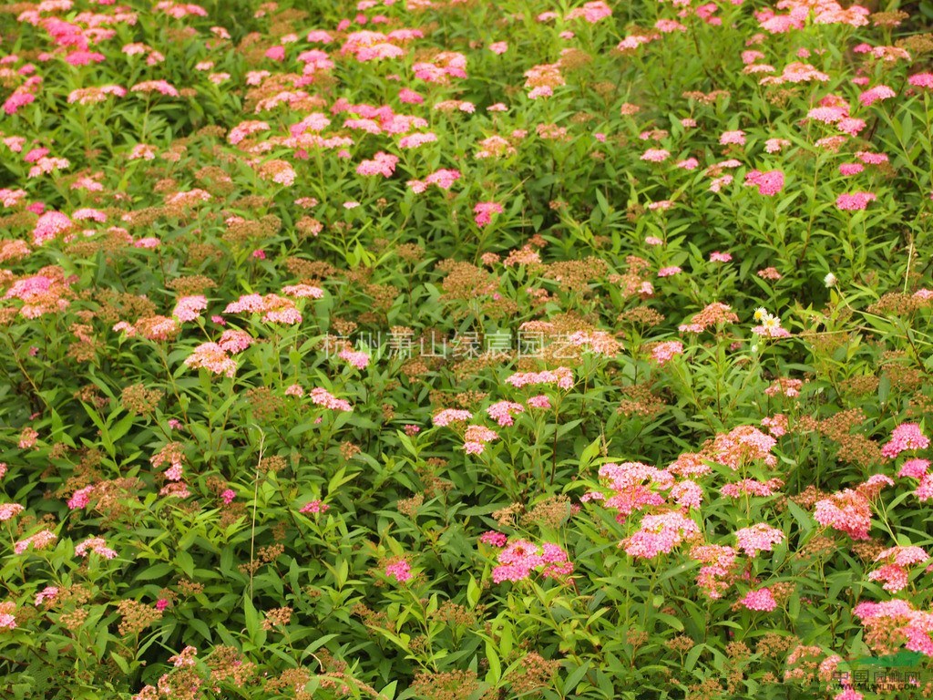 浙江蕭山繡線菊工程苗高度40cm-50cm