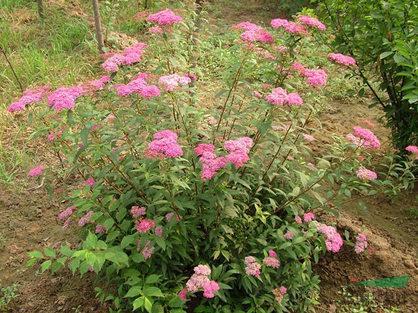 繡線菊