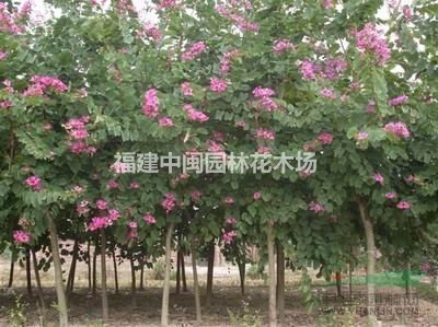 紅花紫荊 20-50公分 精品地苗和袋苗供應(yīng) 自產(chǎn)自銷