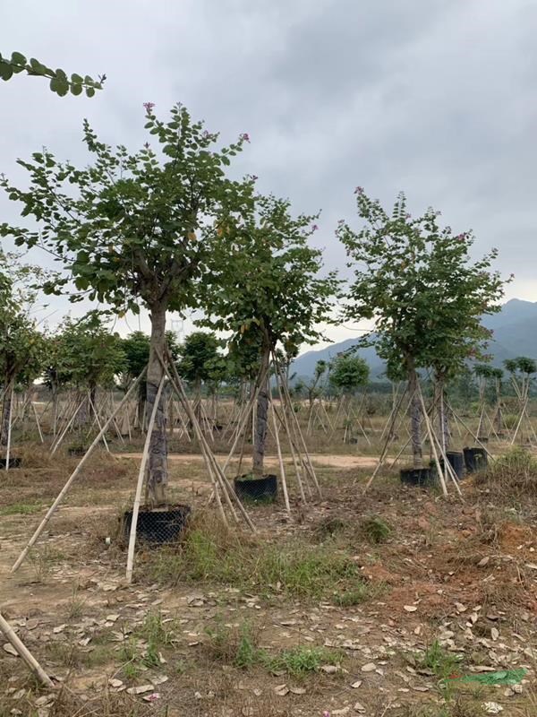 紫荊價(jià)格 福建紫荊報(bào)價(jià) 基地直銷 紫荊批發(fā) 景觀工程樹