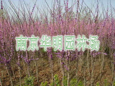 紫荊