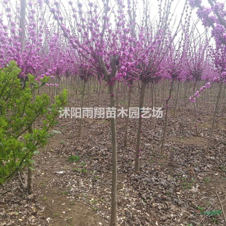 4公分紫荊價格5公分獨桿紫荊價格 比較