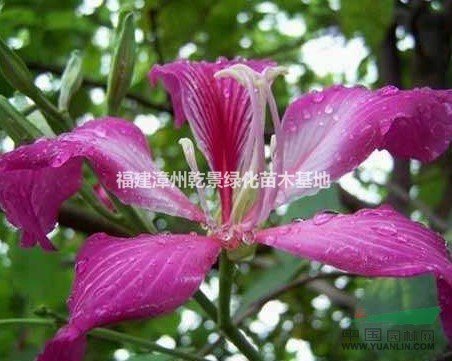 紅花紫荊樹價(jià)格，洋紫荊價(jià)格