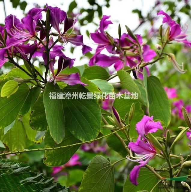 紅花紫荊樹價(jià)格，洋紫荊價(jià)格