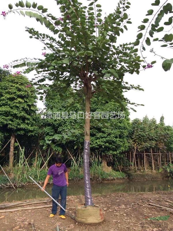 福建漳州洋紫荊基地各種規(guī)格大量供應(yīng)，洋紫荊價(jià)格（無中間商）