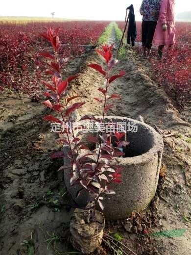 河北定州供應(yīng)60-120公分高帶盆叢生紫葉矮櫻