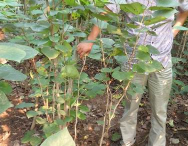 紫荊花園、紫荊苗、要買(mǎi)紫荊花苗到沭陽(yáng)