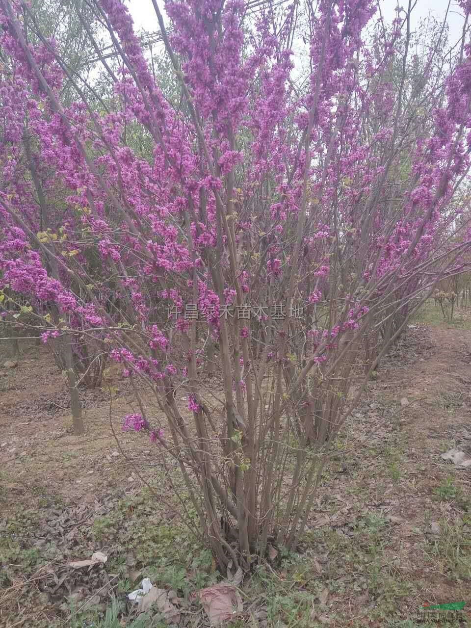 紫荊圖片紫荊報價