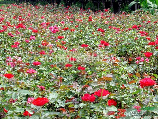 浙江蕭山紅帽子月季花工程苗