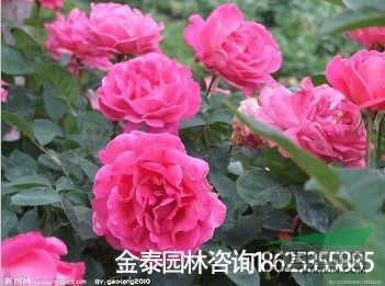 月季，紅花月季，月月紅，風(fēng)花月季。