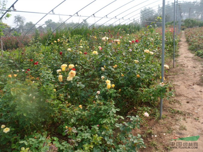 月季花報價/江蘇月季花報價