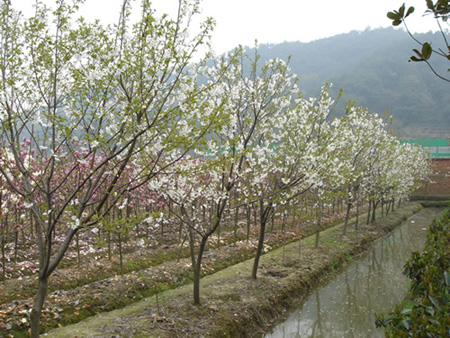 櫻花、紫荊、紫薇