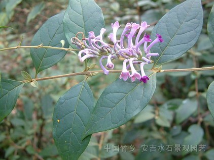 草本植物(吉祥草、虎耳草、醉魚草、玉簪、紫露草、垂盆草、紫葉酢漿草)