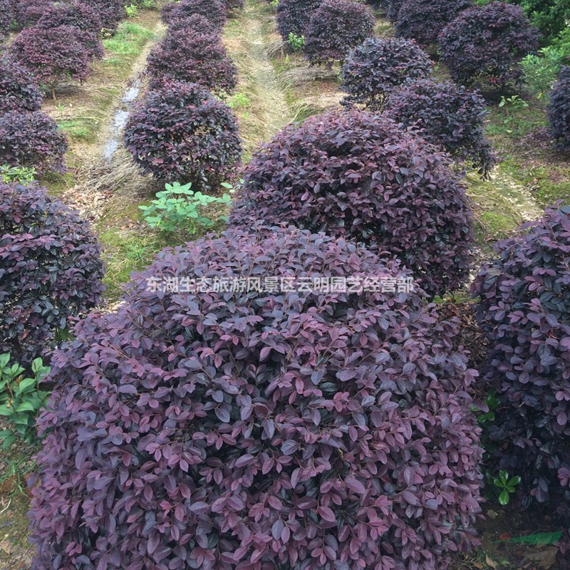 武漢園林綠化基地紅繼木苗金森女貞苗提供法國冬青苗冬青球枸骨球