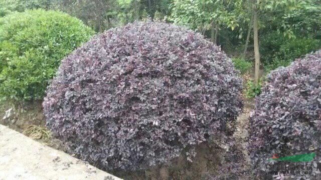 江蘇紅花繼木球信息