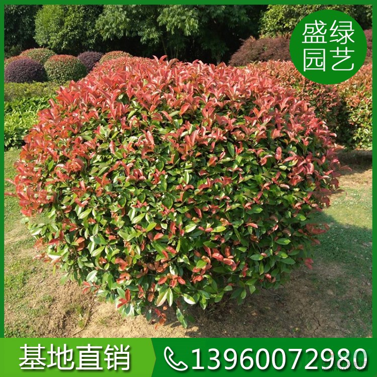 福建紅葉石楠球如何培育 紅葉石楠球培育方法