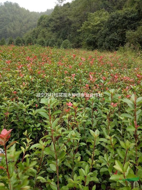 湖北紅葉石楠球，紅葉石楠小苗色塊籬笆苗