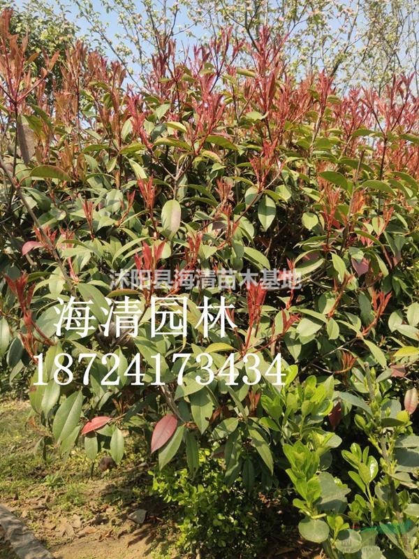 沭陽(yáng)50公分紅葉石楠球一棵多少錢