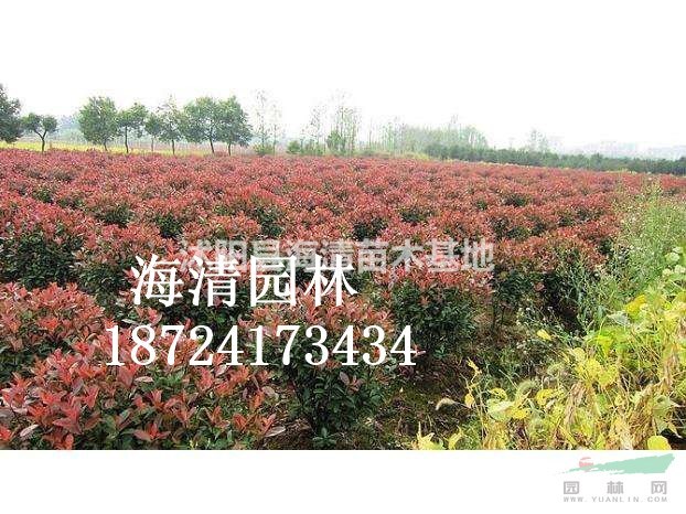 沭陽(yáng)50公分紅葉石楠球一棵多少錢