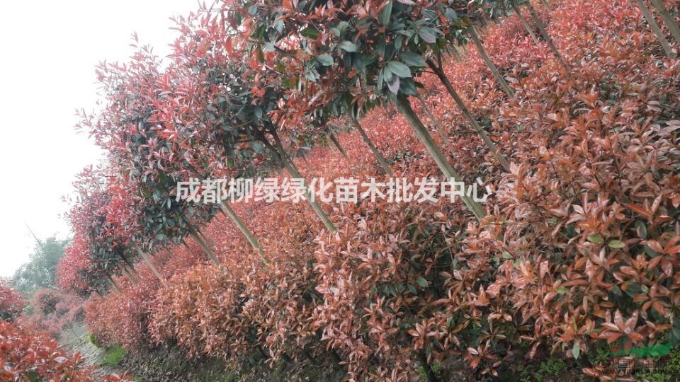 紅葉石楠杯苗、紅葉石楠價(jià)、紅葉石楠球、直銷紅葉石楠。