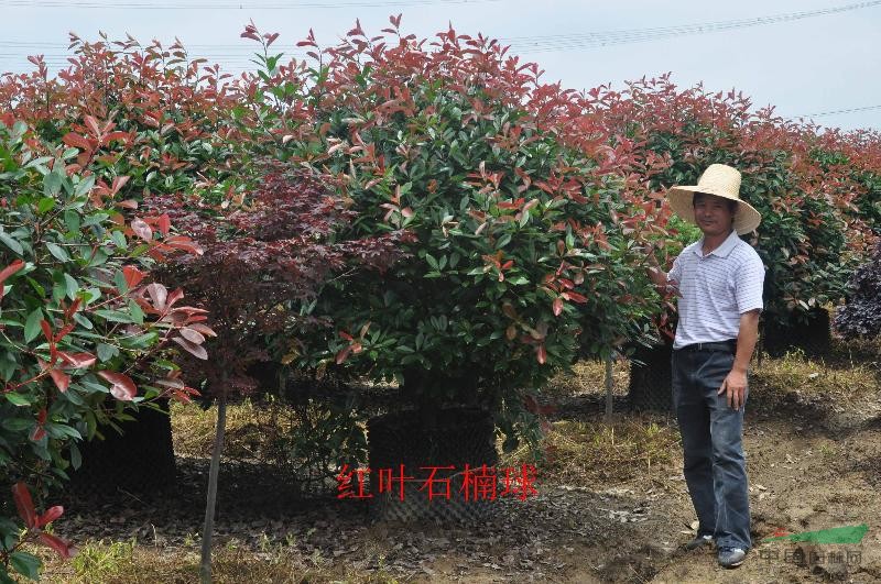 紅葉石楠球P100-200，紅葉石楠球（容器苗）