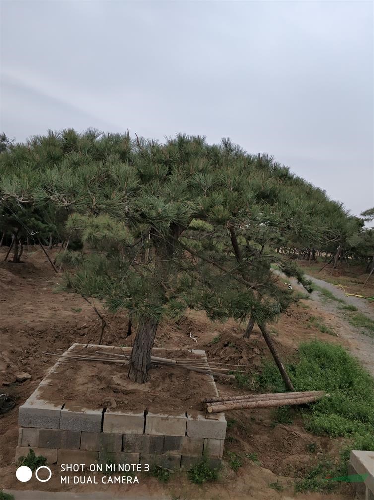 景松圖片 山東景松報(bào)價(jià)表  景松圖片